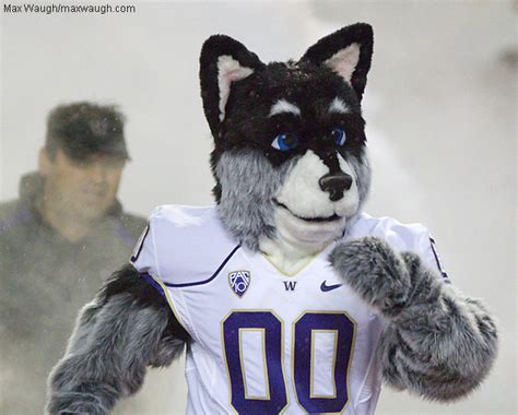 Harry the Husky's Adventures: University of Washington's Mascot Goes Viral